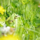 べんぜ